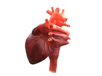 Human Heart Anatomical Structure as Chest Organ Detailed 3D Rendering View 3d model