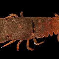 Spiny Lobster Displaying Brownish Red Exoskeleton And Purple Legs On Black Background