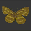 Brown and white butterfly with spotted wings on gray background showing clear reflection below