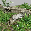 Vibrant Flowers and Lush Green Plants Around Weathered Log in Natural Grass Setting