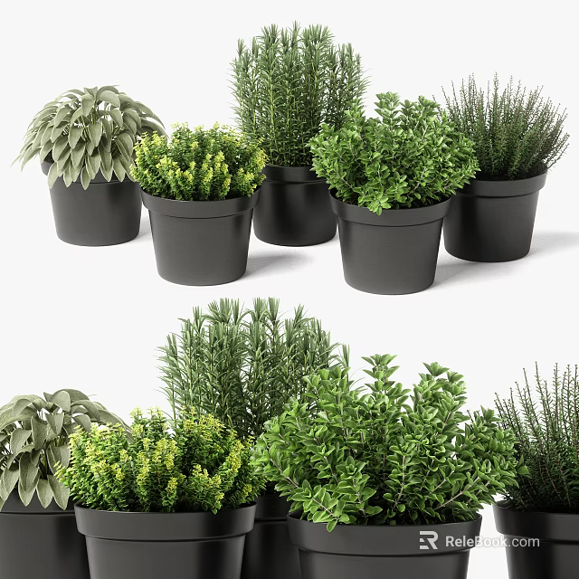 Various Green Potted Plants In Black Pots For Indoor Decoration 3d model 