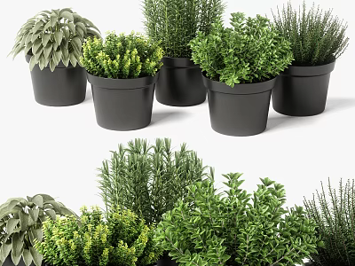 Various Green Potted Plants In Black Pots For Indoor Decoration 3d model