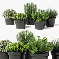 Various Green Potted Plants In Black Pots For Indoor Decoration