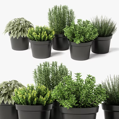Various Green Potted Plants In Black Pots For Indoor Decoration 3d model