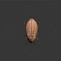Close Up View Of Pink Striped Beetle With Detailed Features On Dark Background