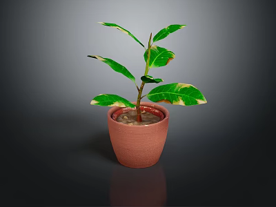 Potted Houseplant With Variegated Green Leaves And Yellow Edges In Terracotta Pot On Dark Background 3d model