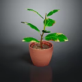 Potted Houseplant With Variegated Green Leaves And Yellow Edges In Terracotta Pot On Dark Background