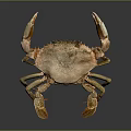 Realistic Brownish Crab With Large Claws Front View Isolated On Dark Background 3d model