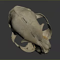 Animal Skull Organ Specimen With Red Marker Number 197 03 And Dental Structure