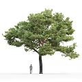 Tall Pine Tree With Lush Green Foliage Thick Trunk And Human Figure For Scale 3d model