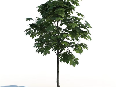 Single Arbor Tree With Lush Green Leaves And Strong Straight Trunk 3d model