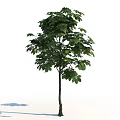 Single Arbor Tree With Lush Green Leaves And Strong Straight Trunk