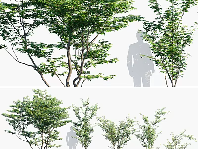 Various Arbor Trees Displayed With Human Silhouette And Green Foliage 3d model