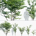 Various Arbor Trees Displayed With Human Silhouette And Green Foliage 3d model