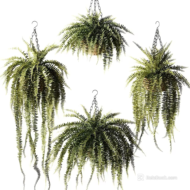 Lush Green Hanging Basket Fern Plants With Trailing Leaves For Home Decor 3d model 