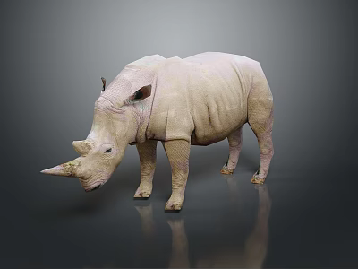3D Rendered Light Colored Rhino Standing On Dark Background With Horn And Reflection 3d model