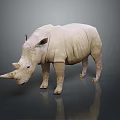 3D Rendered Light Colored Rhino Standing On Dark Background With Horn And Reflection