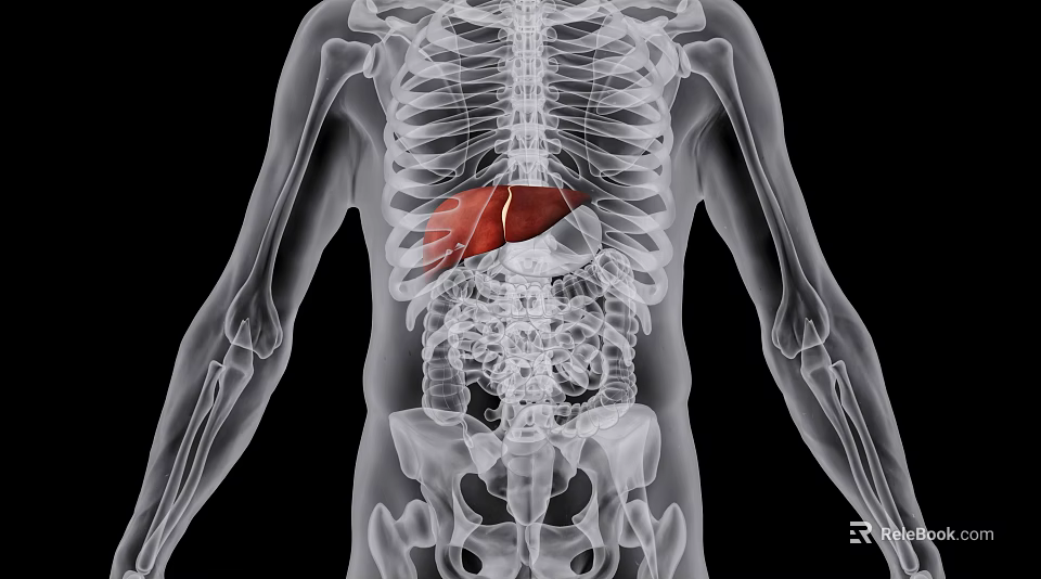 3D Medical Imaging Device Visualizing Human Skeleton And Liver Anatomy Structure 3d model 