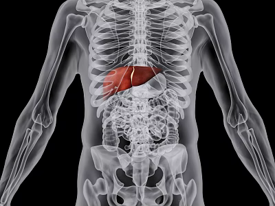 3D Medical Imaging Device Visualizing Human Skeleton And Liver Anatomy Structure 3d model