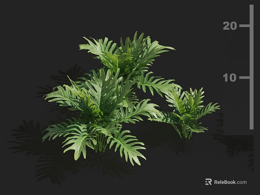 Lush Green Fern Plants With Natural Shadow Effect And Various Sizes 3d model 