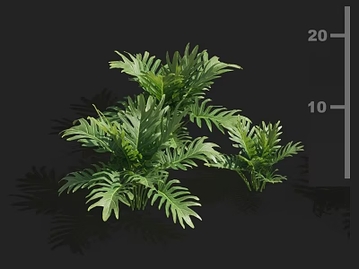 Lush Green Fern Plants With Natural Shadow Effect And Various Sizes 3d model
