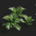 Lush Green Fern Plants With Natural Shadow Effect And Various Sizes