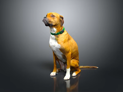 Brown and yellow dog sitting with green collar on gray background pet portrait 3d model