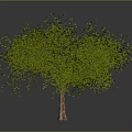 Green Leafy Tree With Dense Foliage And Brown Trunk In Grey Background