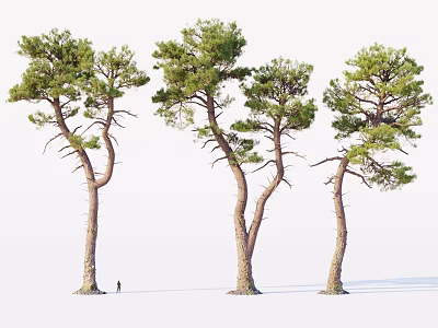 Tall Pine Trees with Curved Trunks Contrasted by Small Human Figure Isolated 3d model