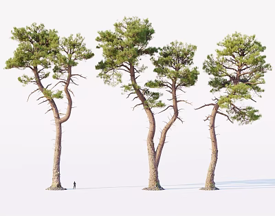 Tall Pine Trees with Curved Trunks Contrasted by Small Human Figure Isolated 3d model
