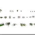 Various Types of Green and Purple Foliage Plants Collection