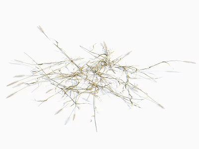 Natural Dried Grass Scattered On White Background With Thin Stems And Seeds 3d model