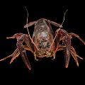 Red Spotted Crayfish With Claws And Segmented Body On Black Background 3d model