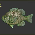 Colorful Fish With Shiny Scales Green Gold Brown 3D Rendered On Dark Background
