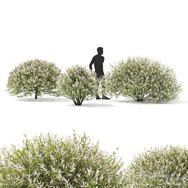 Leafy Green Bushes With Pink Flowers In Garden Landscape With Person Standing Nearby 3d model 