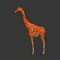 3D Red Giraffe Model with Red Spots in Standing Pose on Gray Background with Reflection 3d model