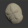 Fresh Natural Sea Urchin With Delicate Petal Like Surface Texture On Dark Background