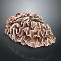 Aquatic Animal With Brown Ruffled Surface In Marine Underwater Environment