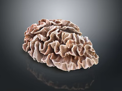 Coral Red Coral White Coral Blue Coral Gold Coral Black Coral Ball Coral Grass Coral Fine Finger Anemone 3d model
