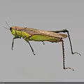 Green and Brown Grasshopper on Dark Background with Reflection Long Legs and Isolated View