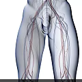 Chest Organs 3D Rendered Anatomical Structure With Blood Vessels And Medical Details