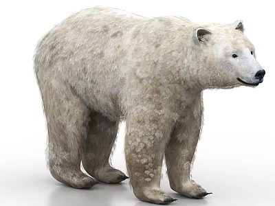 Realistic Polar Bear 3D Model With White Fur And Standing Posture 3d model