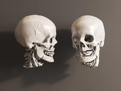 Anatomical White Human Skull Models Showing Skull And Cervical Vertebrae Structures 3d model