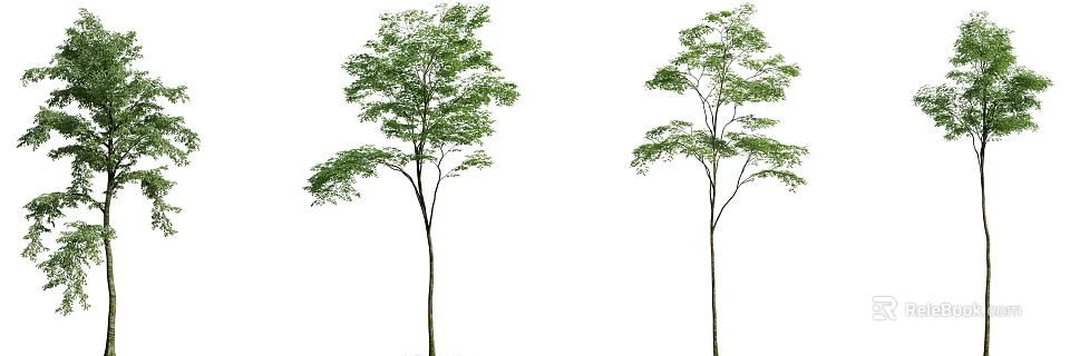 Green Leafy Arbor Trees With Slender Trunks And Lush Foliage 3d model