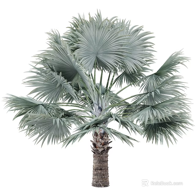 Tropical Palm Tree With Large Fan Shaped Leaves Silver Green Foliage And Brown Trunk 3d model 
