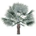 Tropical Palm Tree With Large Fan Shaped Leaves Silver Green Foliage And Brown Trunk
