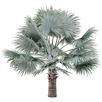 Tropical Palm Tree With Large Fan Shaped Leaves Silver Green Foliage And Brown Trunk 3d model
