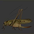 Detailed Green Grasshopper With Long Antennae Legs And Reflection On Dark Background