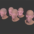 Male Head Models With Bald Heads And Various Facial Features