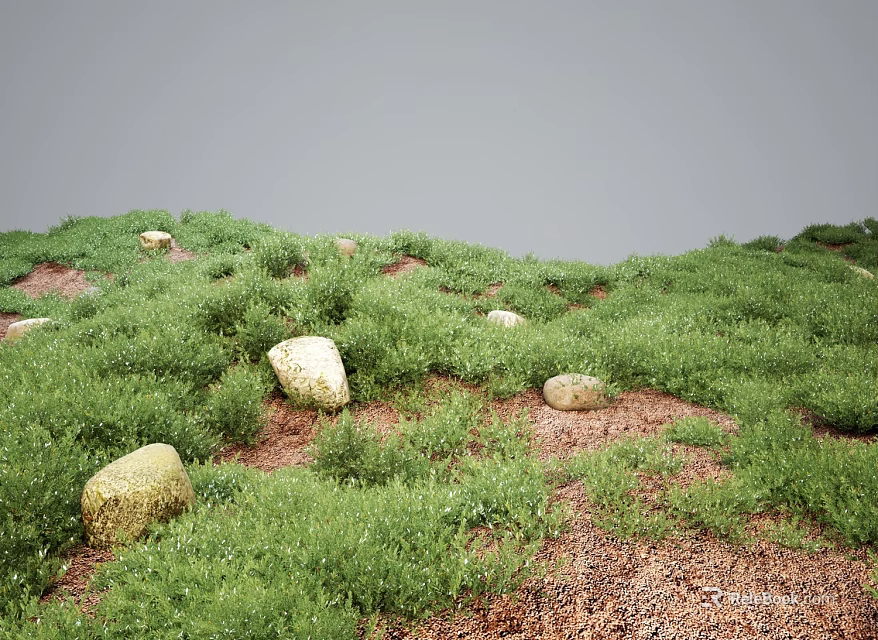 Lush Green Grass and Wild Plants on Rocky Natural Grassland with Stones 3d model 